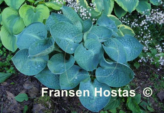 Hosta Deep Blue Sea